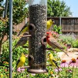 Finches Are a Good Thing