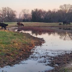 Hopkins County Texas Receives Significant Rain Overnight, Was it Enough?