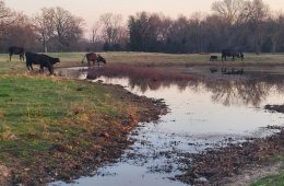 Hopkins County Texas Receives Significant Rain Overnight, Was it Enough?