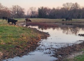 Hopkins County Texas Receives Significant Rain Overnight, Was it Enough?