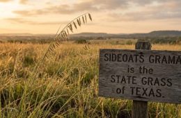 Sideoats and Bluebonnets