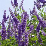 Texas Superstar Plants by Master Gardener Ronnie Wilson