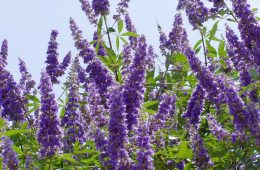 Texas Superstar Plants by Master Gardener Ronnie Wilson