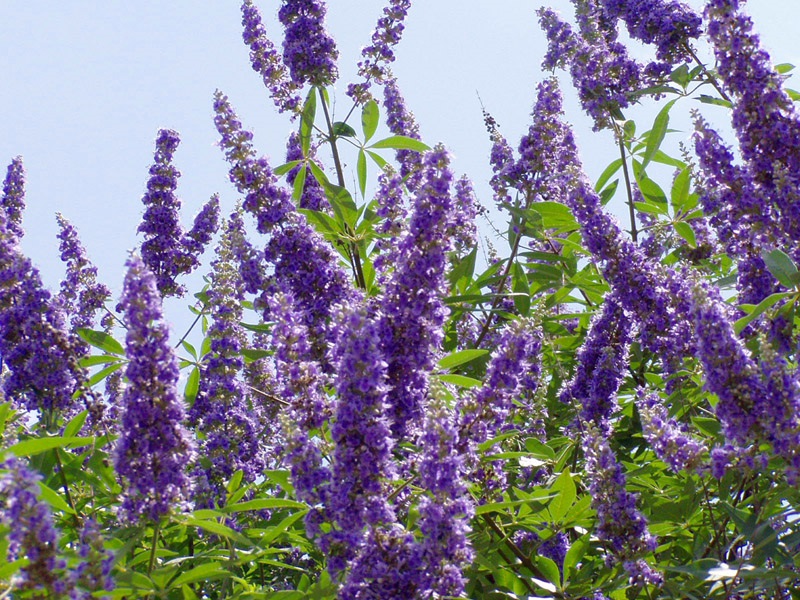 superstar pics Vitex 2 picture provided by Master Gardener Ronnie Wilson March 2026