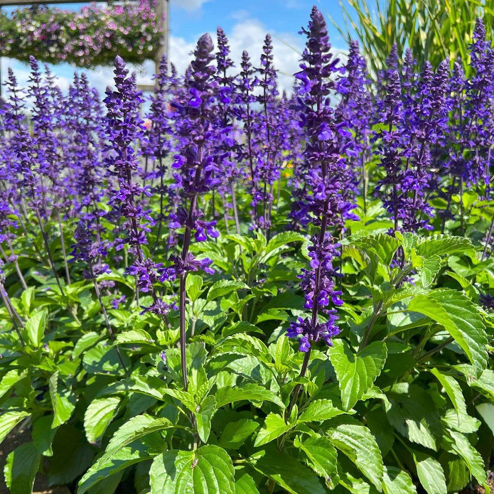 superstar pics mystic spires salvia picture provided by Master Gardener Ronnie Wilson March 2026