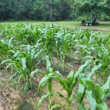 Big Tex Urban Farms Marks 10 Years, Surpasses 2 Million Servings for South Dallas