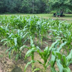 Big Tex Urban Farms Marks 10 Years, Surpasses 2 Million Servings for South Dallas