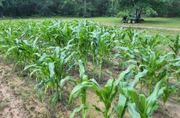 Mount Vernon Residents Seek to Eliminate Unfair Permit Costs for Food Venders