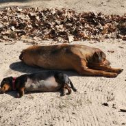 Dogs Tied in Yards: What is the Law?