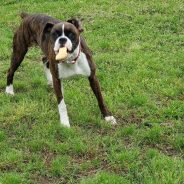 ‘Zoomies’ Are a Clear Sign From Your Dog