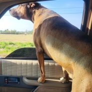 Texas Leads Nation in Canine Heartworm Cases as Parasite Spreads to New Regions