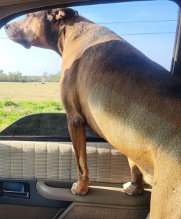 Texas Leads Nation in Canine Heartworm Cases as Parasite Spreads to New Regions