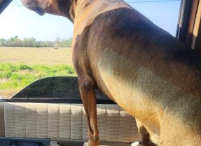 Texas Leads Nation in Canine Heartworm Cases as Parasite Spreads to New Regions