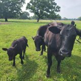 Florida Blocks Animal Imports From Six Texas Counties