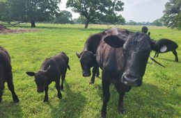 Beef Prices Defy Efforts to Lower Them