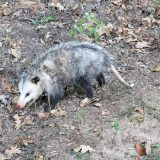 Look, Don’t Touch — Leave Baby Wildlife Where You Find Them