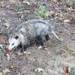 Look, Don’t Touch — Leave Baby Wildlife Where You Find Them