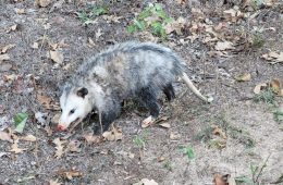 Look, Don’t Touch — Leave Baby Wildlife Where You Find Them