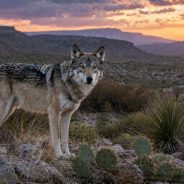 Texas Parks and Wildlife Goes On Record About Mexican Wolves
