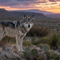 Texas Parks and Wildlife Goes On Record About Mexican Wolves