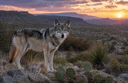 Texas Parks and Wildlife Goes On Record About Mexican Wolves