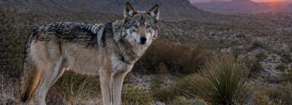 Texas Parks and Wildlife Goes On Record About Mexican Wolves