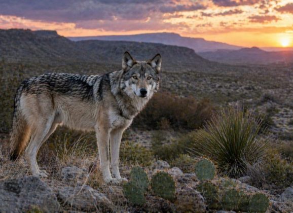 Texas Parks and Wildlife Goes On Record About Mexican Wolves