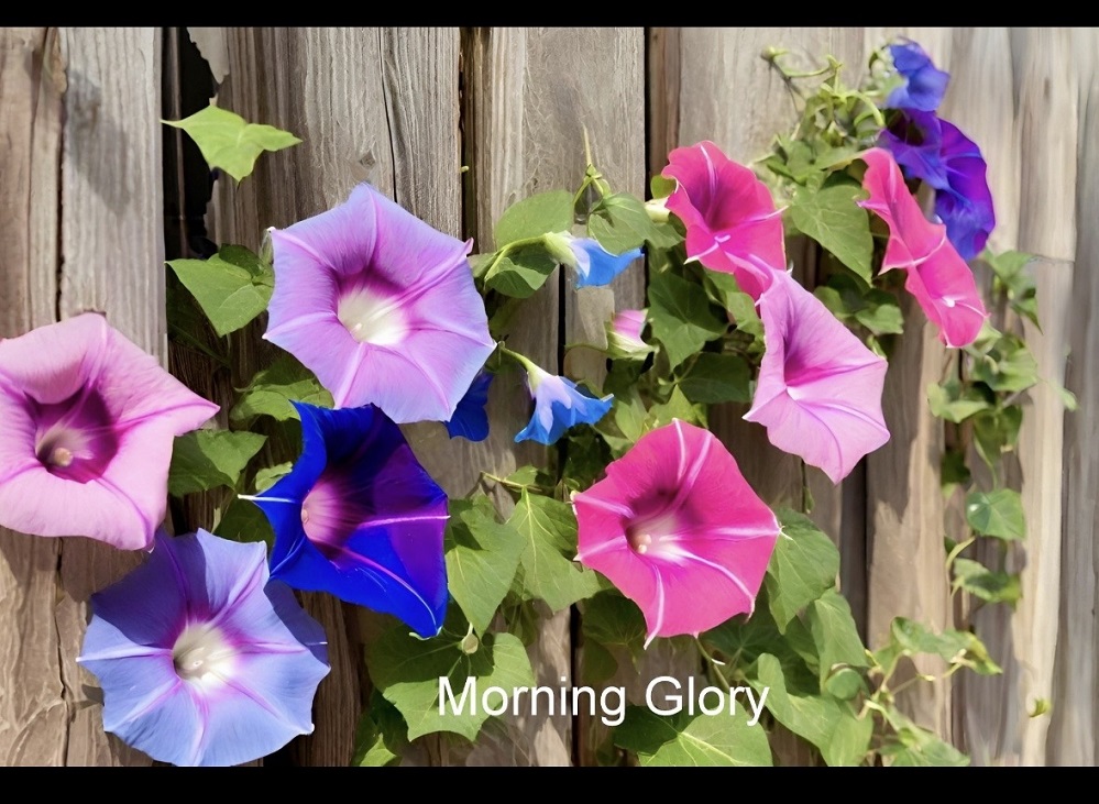 Morning Glory flowering vine Hopkins County Master Gardener Ronnie Wilson May 2026