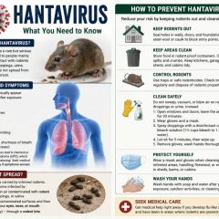 Concerns Rise Over Hantavirus After Cruise Ship Cases Involving Americans