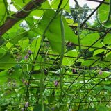 Paxton Wins in Antimicrobial Pesticide Complaint