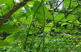 Paxton Wins in Antimicrobial Pesticide Complaint