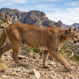 Texas Parks and Wildlife Consider Increased Reporting on Mountain Lions