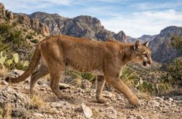 Texas Parks and Wildlife Consider Increased Reporting on Mountain Lions