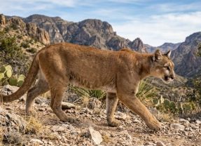 Texas Parks and Wildlife Consider Increased Reporting on Mountain Lions