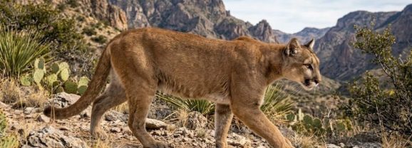Texas Parks and Wildlife Consider Increased Reporting on Mountain Lions