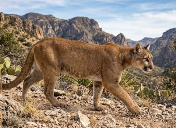 Texas Parks and Wildlife Consider Increased Reporting on Mountain Lions